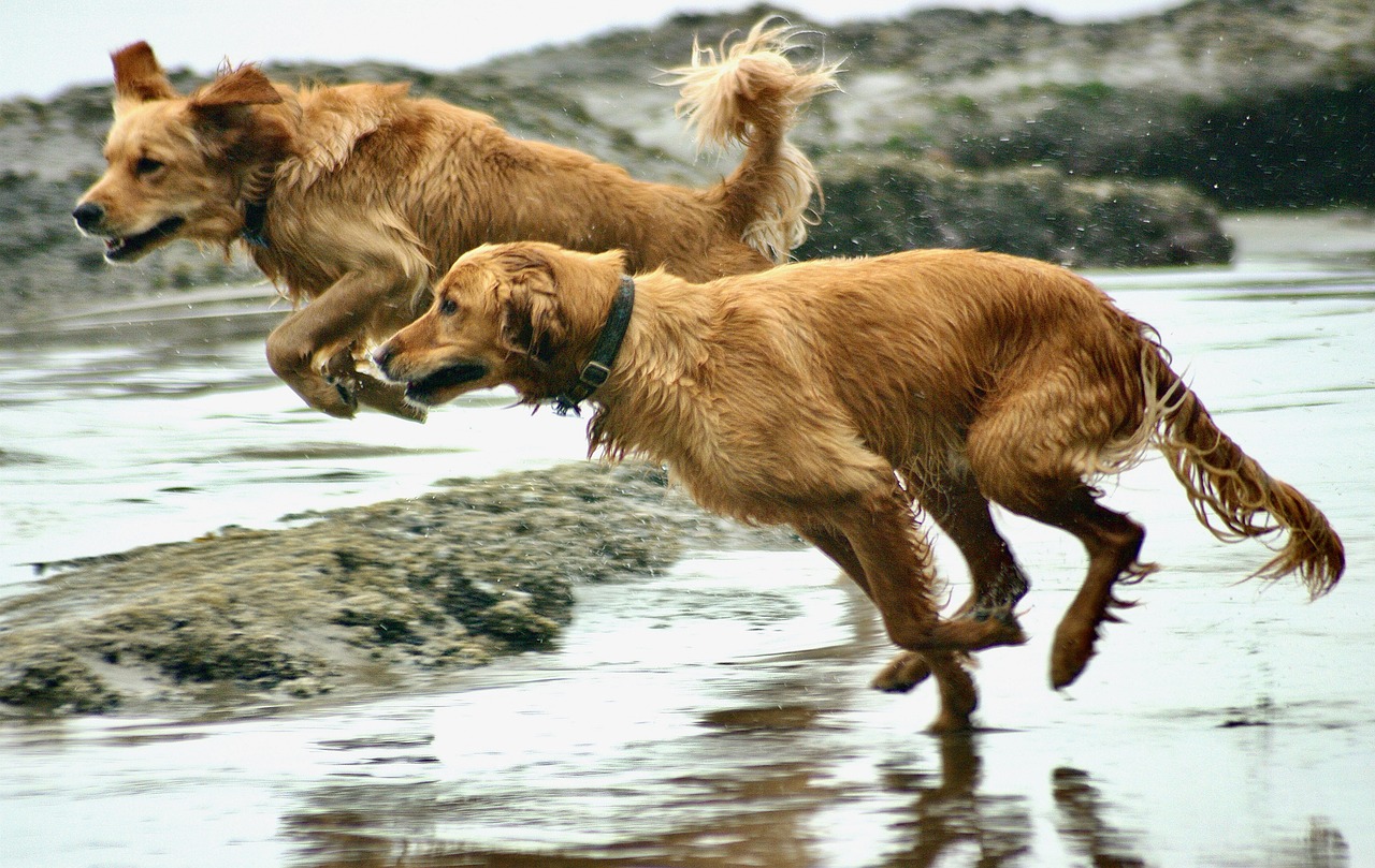 A Guide to the Different Types of Retrievers